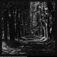 Dowspuda, park pałacowy