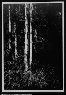 Dybowo, okolice grodziska