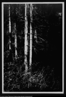 Dybowo, okolice grodziska