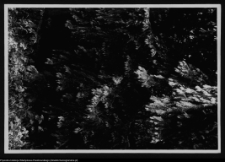 Dybowo, okolice grodziska