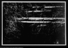 Dybowo, okolice grodziska