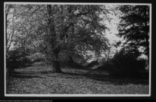 Cis&oacute;w, ogr&oacute;d dworski