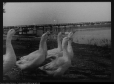 Tykocin, most na Narwi