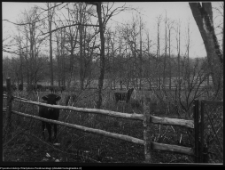 Strabla, park pałacowy