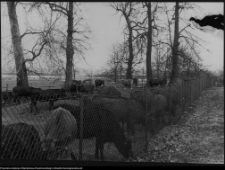 Strabla, park pałacowy