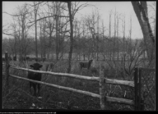 Strabla, park pałacowy