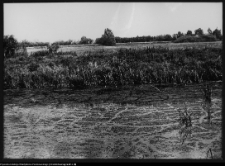 Strabla, park pałacowy