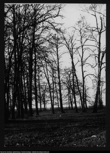 Rudka, park przypałacowy