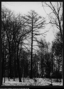 Białystok, park przypałacowy